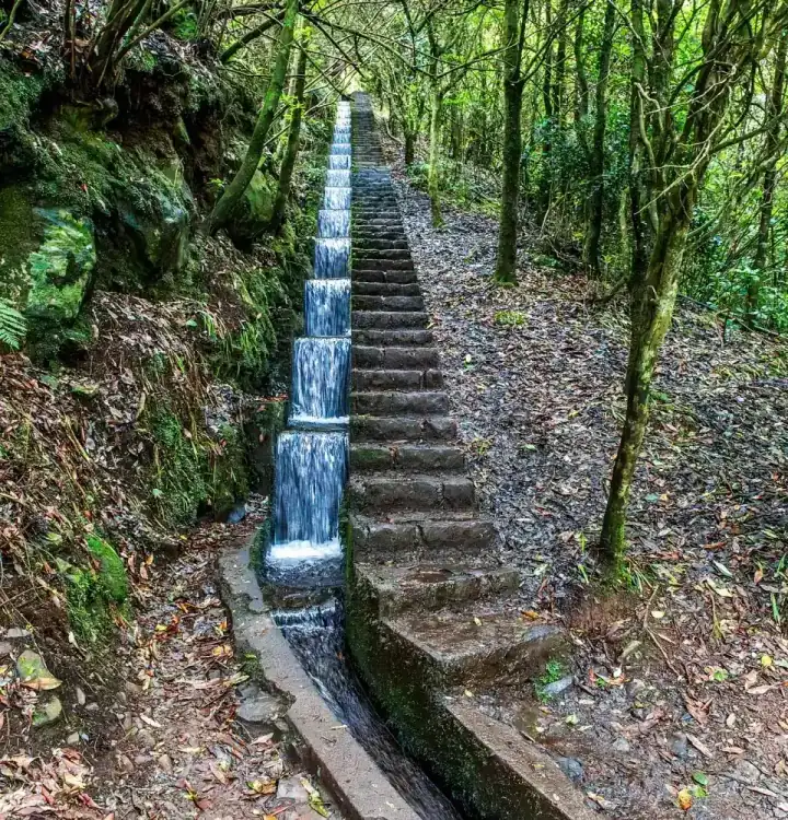 Levada estreita a atravessar a floresta Laurissilva em Ribeiro Frio